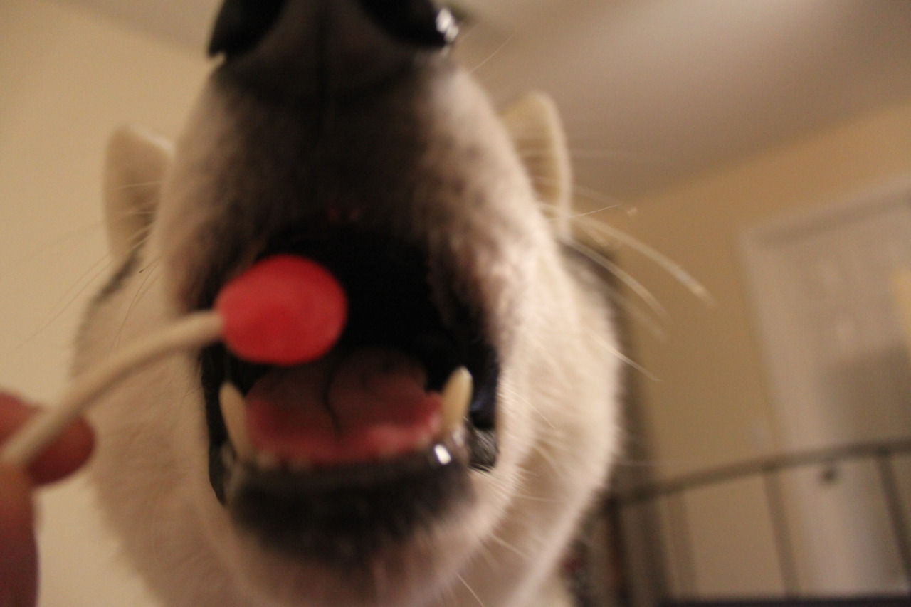southernsnowdogs:  You dingus, you’re supposed to lick it. 