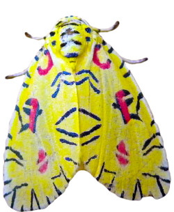 transparent-flowers:  Transparent Hieroglyphics (Mazuca strigicincta) Moth. (x).