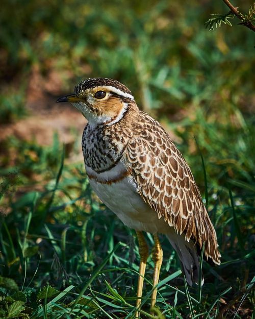 Three-banded courser - Masai Mara - Kenya The three-banded courser is a species of bird in the famil