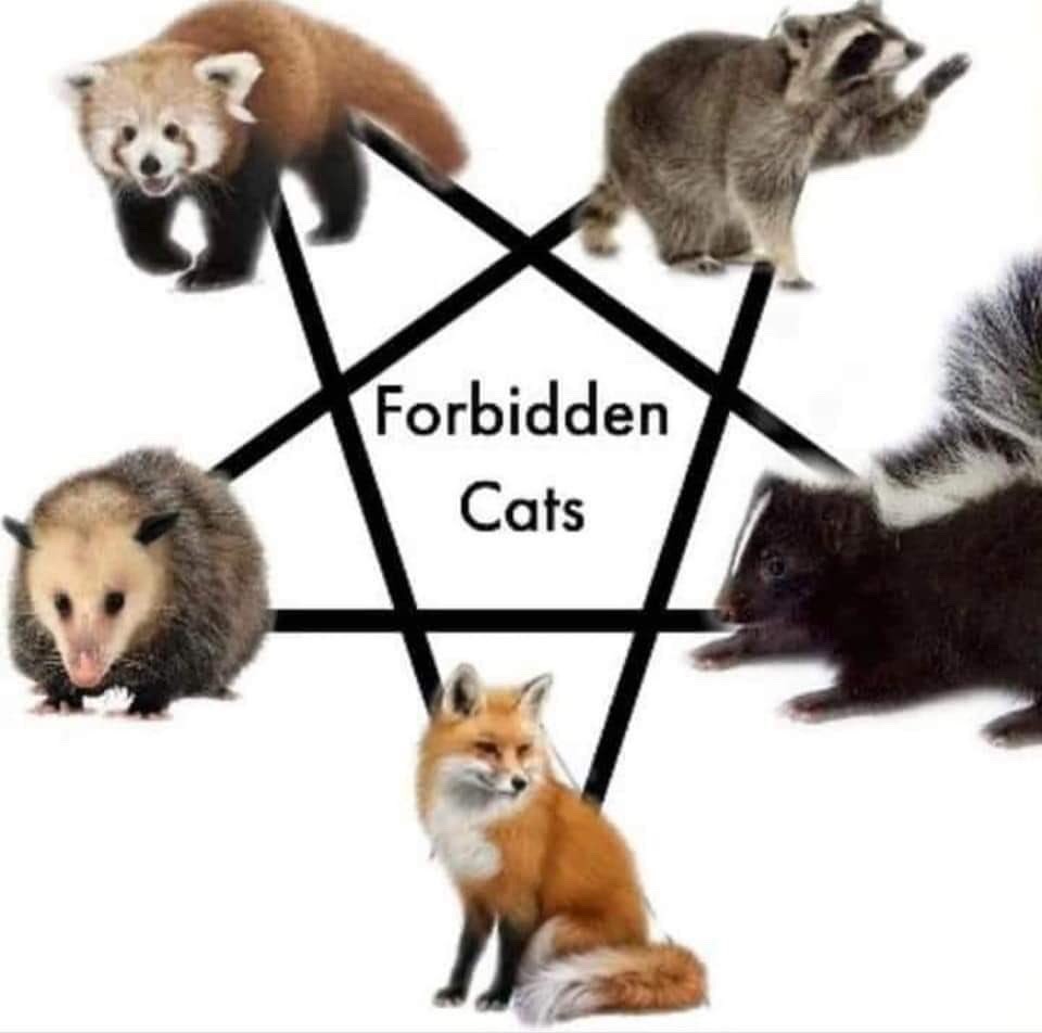 a red panda, raccoon, possum, fox, and skunk arranged in a pentagram labeled 'Forbidden Cats'