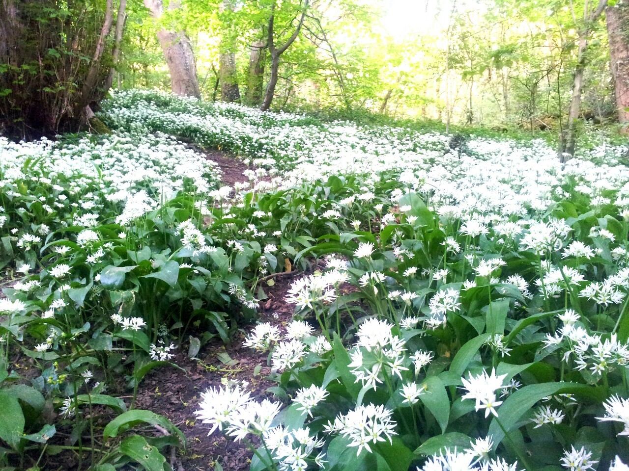 thebloominuniverse:   Beautiful wild garlicky goodness! 