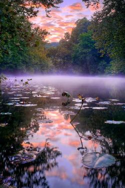 expression-venusia:  Water Lillies and Mi