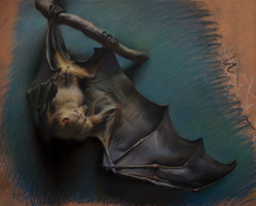 &ldquo;Flying Fox&rdquo; 12x16&quot; pastel completed at the Field Museum Chicago