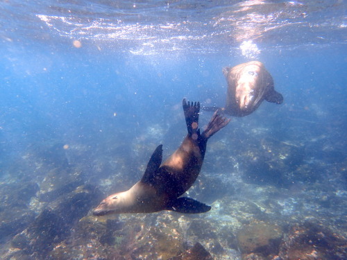 girlwithalessonplan: hisnamewasbeanni: twohungrytourists: I LOVE SEA LIONS They’re pretty much