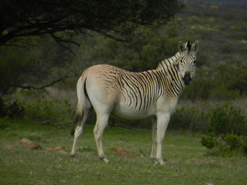 why-animals-do-the-thing: fyanimaldiversity: Mutations in Plains Zebra (Equus quagga) Nicknamed Marb