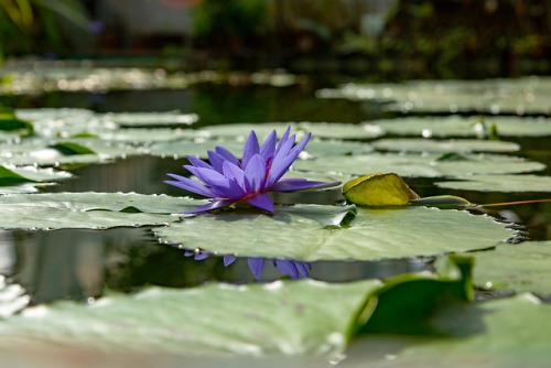 The lady of the lake.Water lily in the Botanical Garden, Jena 2018.