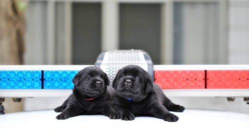tmjenks:  sapphire7fire:  passionfruitstea:  babyanimalgifs: A police department did a photoshoot with their new puppy recruits, I’m in love  @glamourgirl  😭😭😭  I’m so high I thought the black puppies were seals 