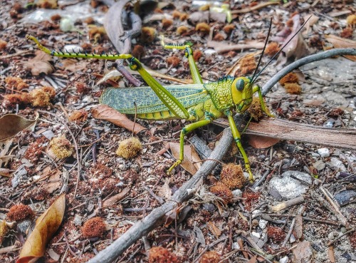 onenicebugperday:Giant red-winged grasshopper, Tropidacris cristata, Romaleidae Found in Mexico