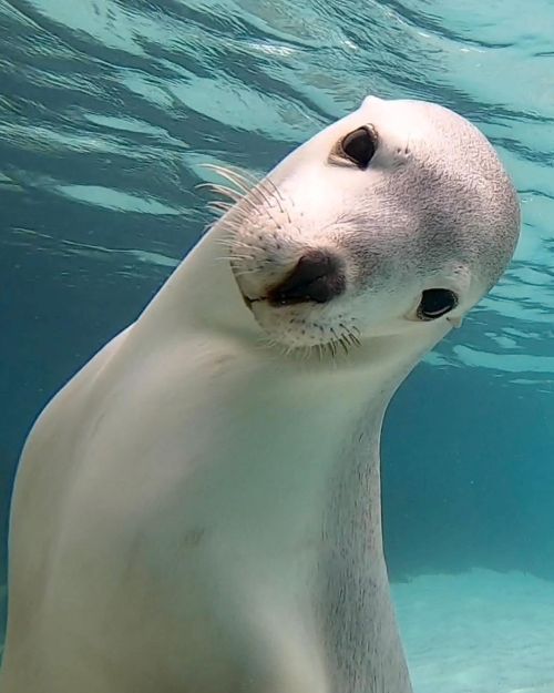 One of our sealion friends at Blyth Island posing for the camera! Photo taken on a recent trip. Phot