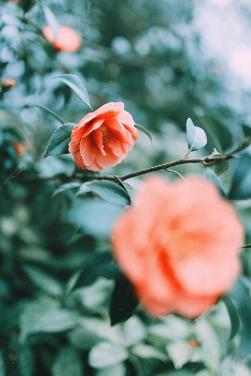 instillmotion:  D E L I V E R A N C E // www.instagram.com/liampeawww.instillmotion.co