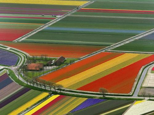 llbwwb:   Working the Tulip Fields, Amsterdam, Netherlands by Coy 