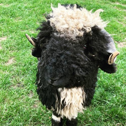 The 'Spitti' Valais Blacknose Sheep