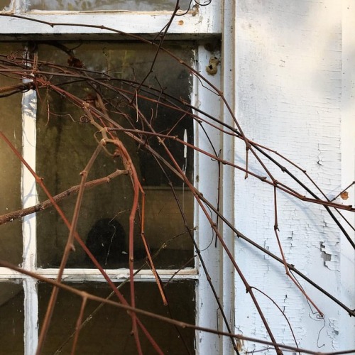 Winter light and dormant grape vines on the old cottage. #winter #cozyhome #cottagelife #cottagestyl