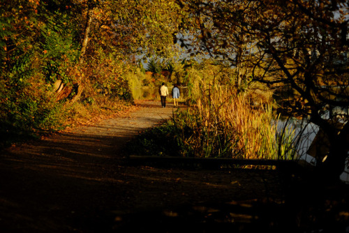 autumn - lost lagoon, stanley parkvancouver, bc