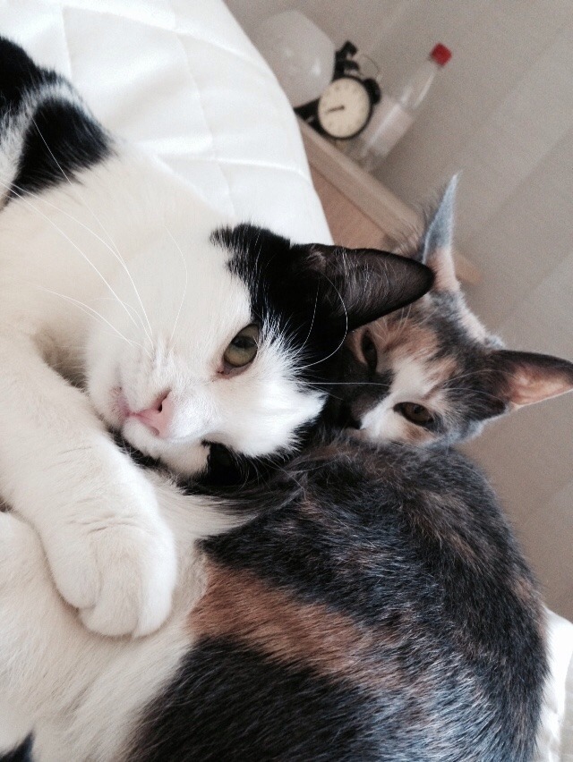 earthiling:  Cuddle buddies ♡ 