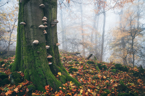 j-k-i-ng: “Kleiner Gleichberg” by | Heiko GerlicherOppidum Steinsburg, Römhild, Germany