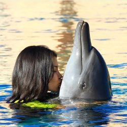 I love dolphins. what is your favorite animal