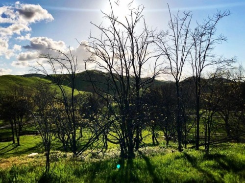 XXX #shadows #darknlight #spring #eastcounty photo