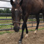 babyhorsey