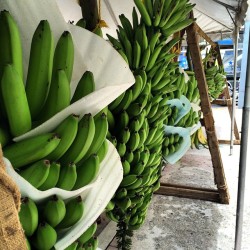 jibaro-manicato:  Pasando por el ‘Festival Del #Guineo’ hoy pa’ ver lo que hay. / Passing through the ‘Festival of the #Banana’ today to see what there is. #Lares #PuertoRico #Borinquen #Borikén