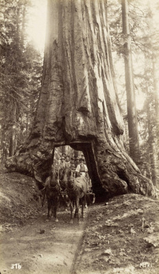 back-then:  Horse-drawn carriage at Wawona redwood tree c. 1880 - 1900 Photo: George Fiske  Source: Rijksmuseum, Amsterdam