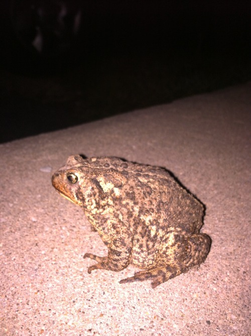 hereinmyownskin:  Stepped outside to have my one cigarette of the week or whatever,