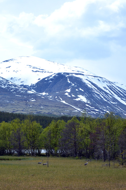 some animals that we saw on your road trip to lofoten in northern norway. it was a long way,  3181 k