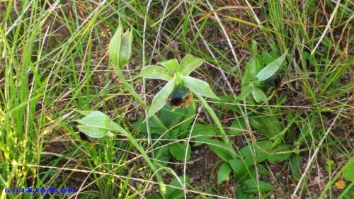 Bipinnula penicillata, in situ, Porto Alegre, RS, Brazil.Orchidaceae: Chloraeeae.By Luiz Filipe