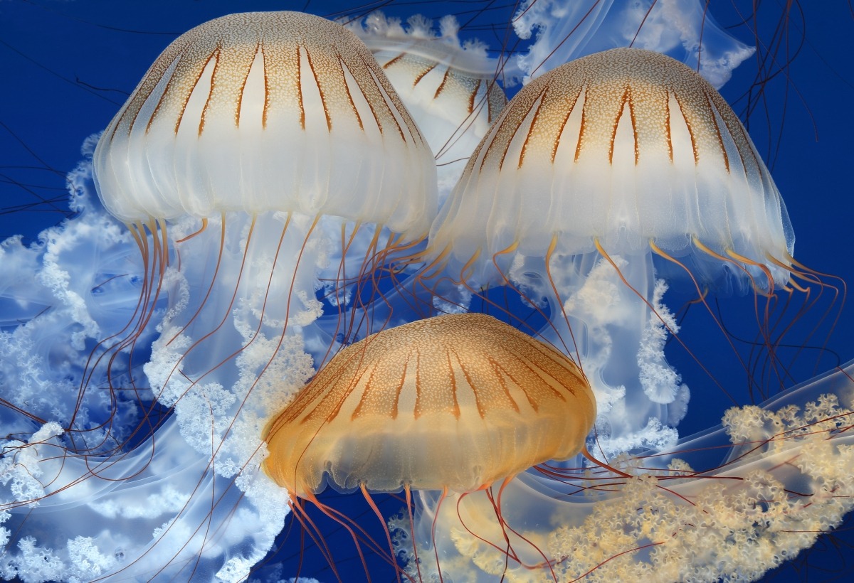 How do you grow a jelly? Our clever aquarists have figured it out. We were the first ones ever to display these surreal South American sea nettles after growing them behind the scenes from tiny ephyrae (babies), received from a lab in Argentina. On...