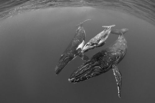 nature-madness:Humpback Whales | Douglas J Hoffman