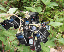 majortvjunkie:  ohhhhhhhhhhhhh blackberries