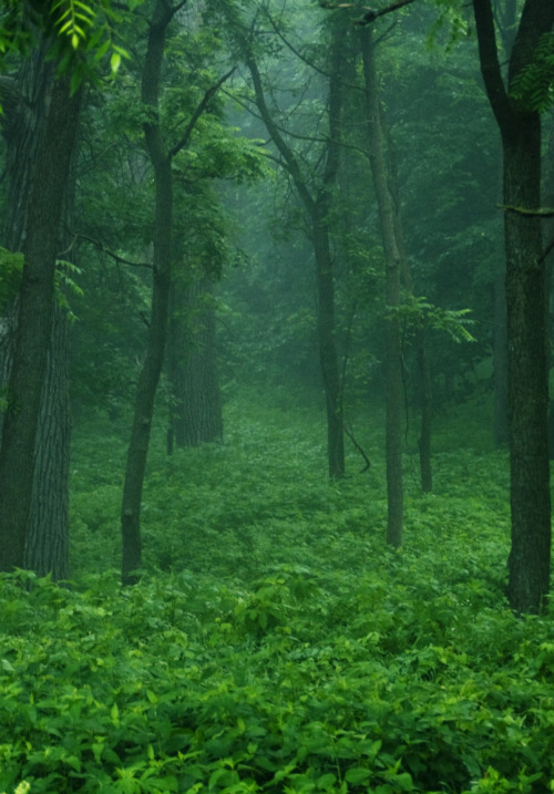 quiet-nymph:Driftless Area of Northeast Iowa by MP Mitchell