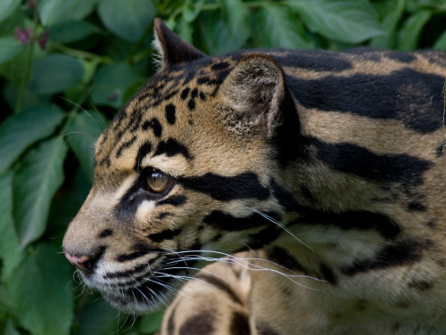 Clouded LeopardThe clouded leopard (Neofelis nebulosa) is a cat found from the Himalayan foothills t