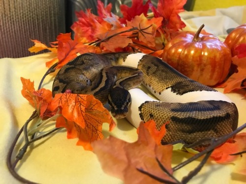 Happy Turkey Day, from my family to yours!