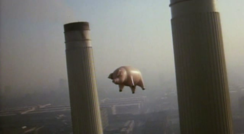 calimarikid:  Pink Floyd Animals photoshoot 1977 