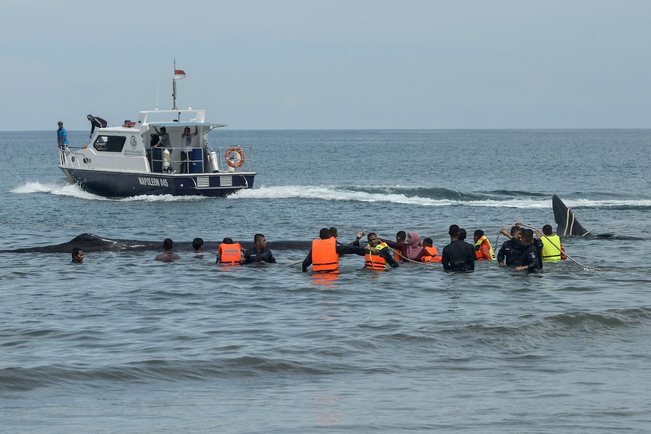 BALLENAS VARADAS. Oficiales de la Agencia de Conservación de la Naturaleza y activistas ambientales ayudan a reflotar diez cachalotes varados en Aceh Besar el 13 de noviembre de 2017. Cientos de personas que conocen la información transmitida por una...