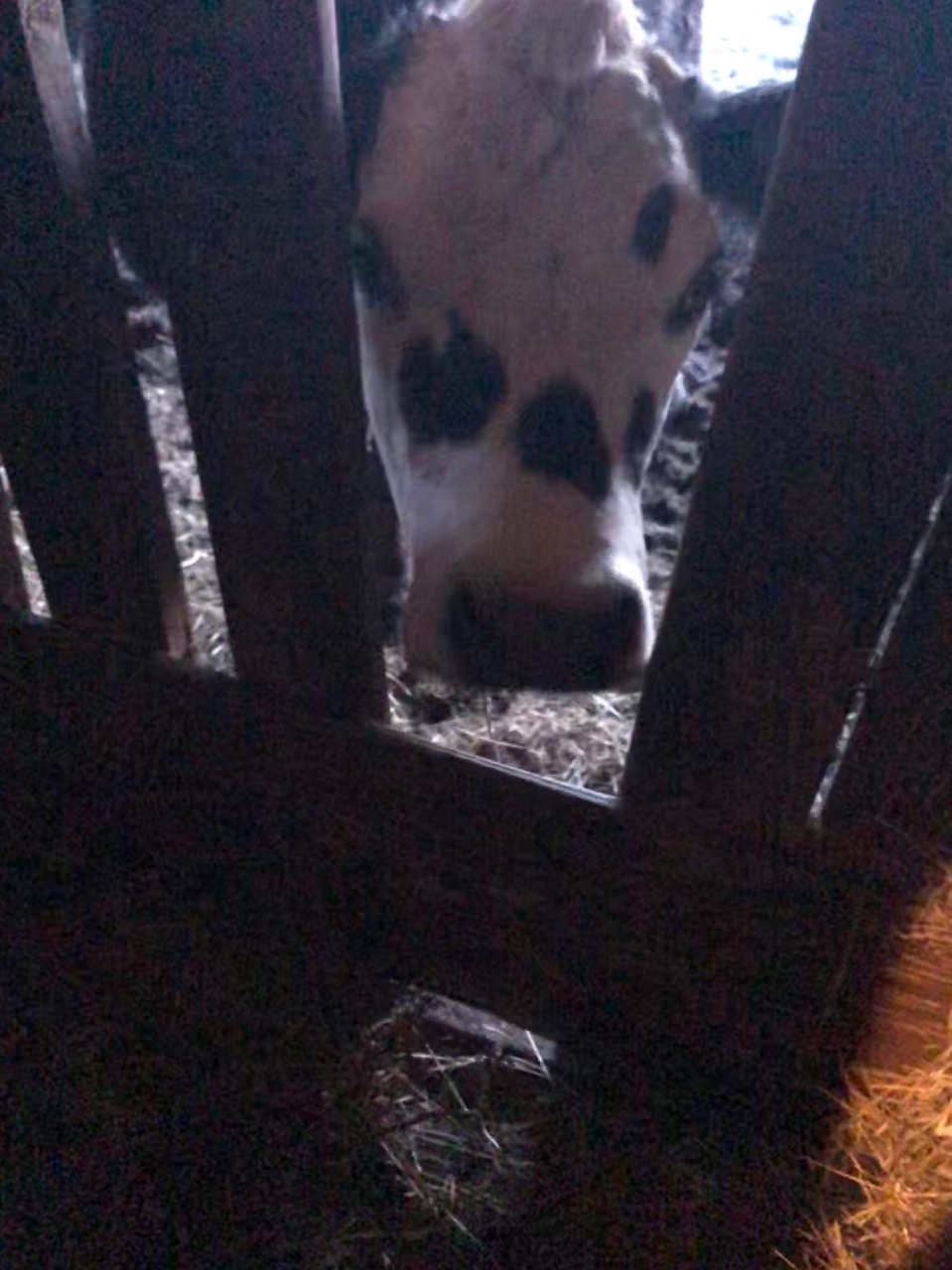 Played around with some cows tonight &hellip; kinda want a farm in my future