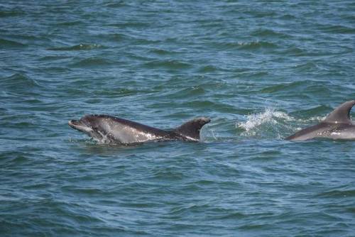 csnews:  South Australia plan to implement a speed limit for boats in Dolphin Sanctuary  November 21