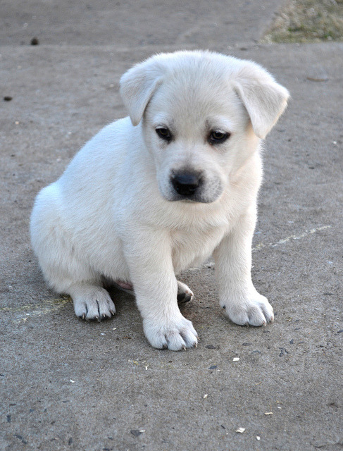 theanimalblog:  Puppy. Photo by Jan truter