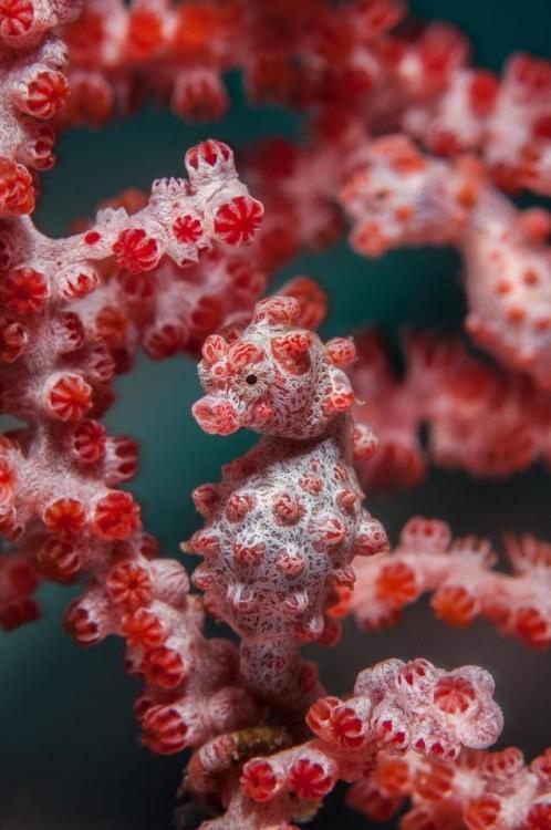awwww-cute:I don’t think I’ve ever seen a seahorse on this sub, so I present you with the pygmy seah