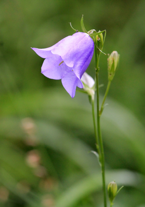 Campanula persicifolia or Peach-leaved Bellflower.