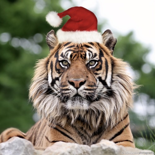 As soon as I saw this tiger’s fabulous beard I knew he had to be ‘Santa Cat’ this year!  Wishing you