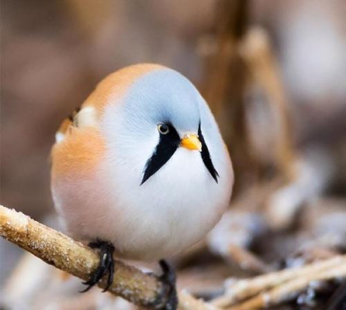1dietcokeinacan: cuteanimalspls: A good orb This dramatic reverse wing liner………