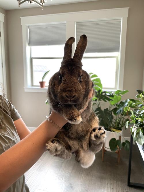 rabbitsoverload: Coco’s cousin is here to hang out for the weekend. His name is Peter!