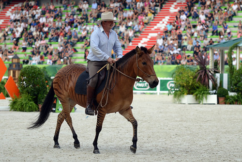 all-the-horses: Stormy Zorse, Mare Born 1997