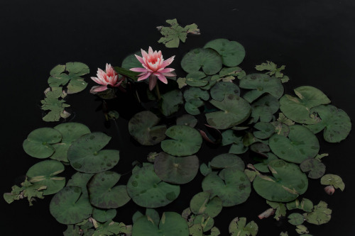 floralls:Water Lilies  by Rebecca Dale