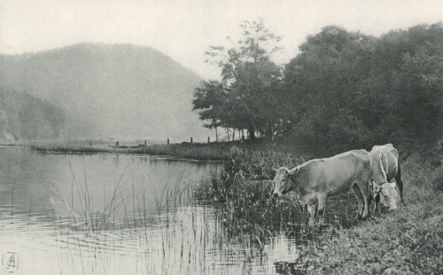 arsvitaest:  Edge of the Lake Author: Edward Arning (German, born in England, 1855–1936)Medium: PhotogravurePublished: L’Épreuve Photographique: Deuxième Série, 1905 