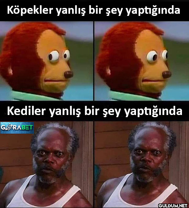 Köpekler yanlış bir şey...