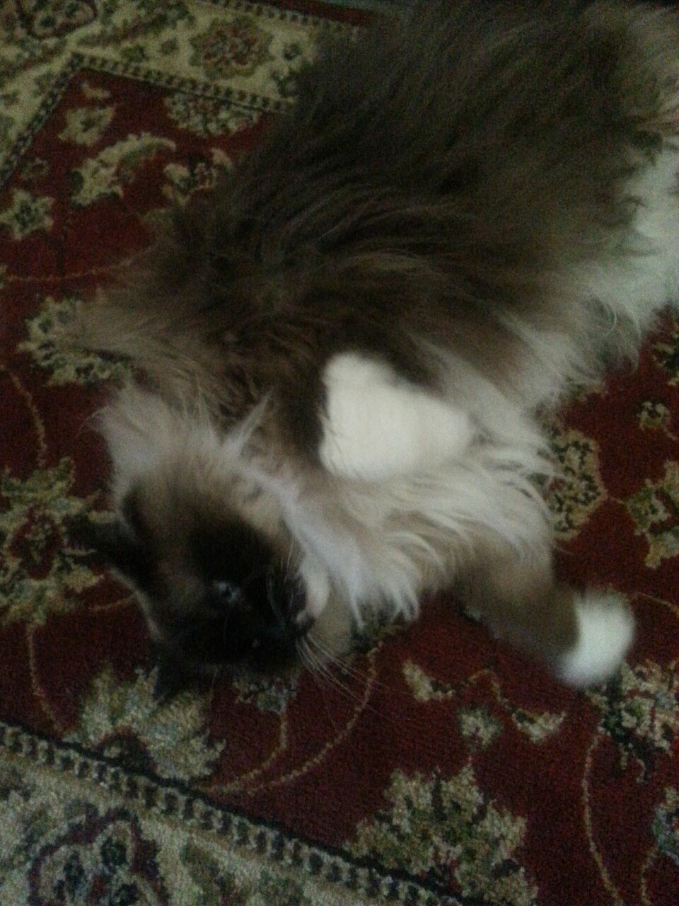 I had some quality time with my favorite cat today