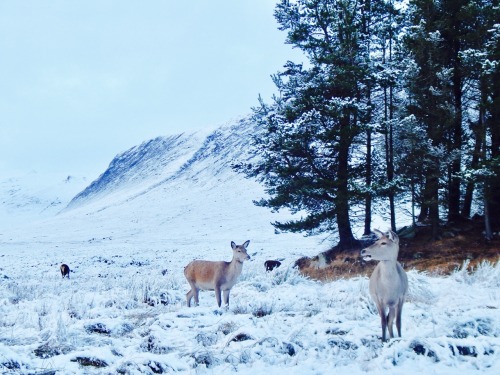 celticrealm:some wee scottish deer